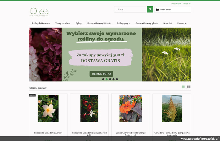 olea-szkolka-roslin-ozdobnych-justyna-niemiec
